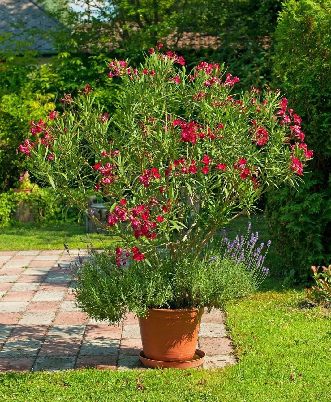 Oleander gedeiht in den hiesigen Breiten am besten in einem Kübel. So kann er auch problemlos in sein Winterquartier umziehen.