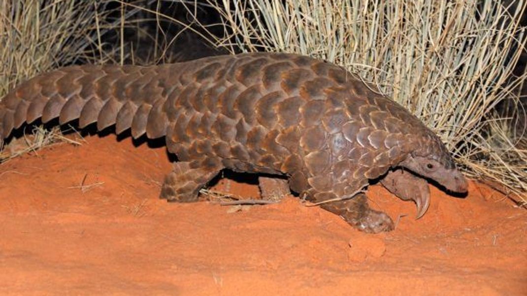 Der muskulöse, schuppige Schwanz der Pangoline kann ihr gesamtes Gewicht tragen.