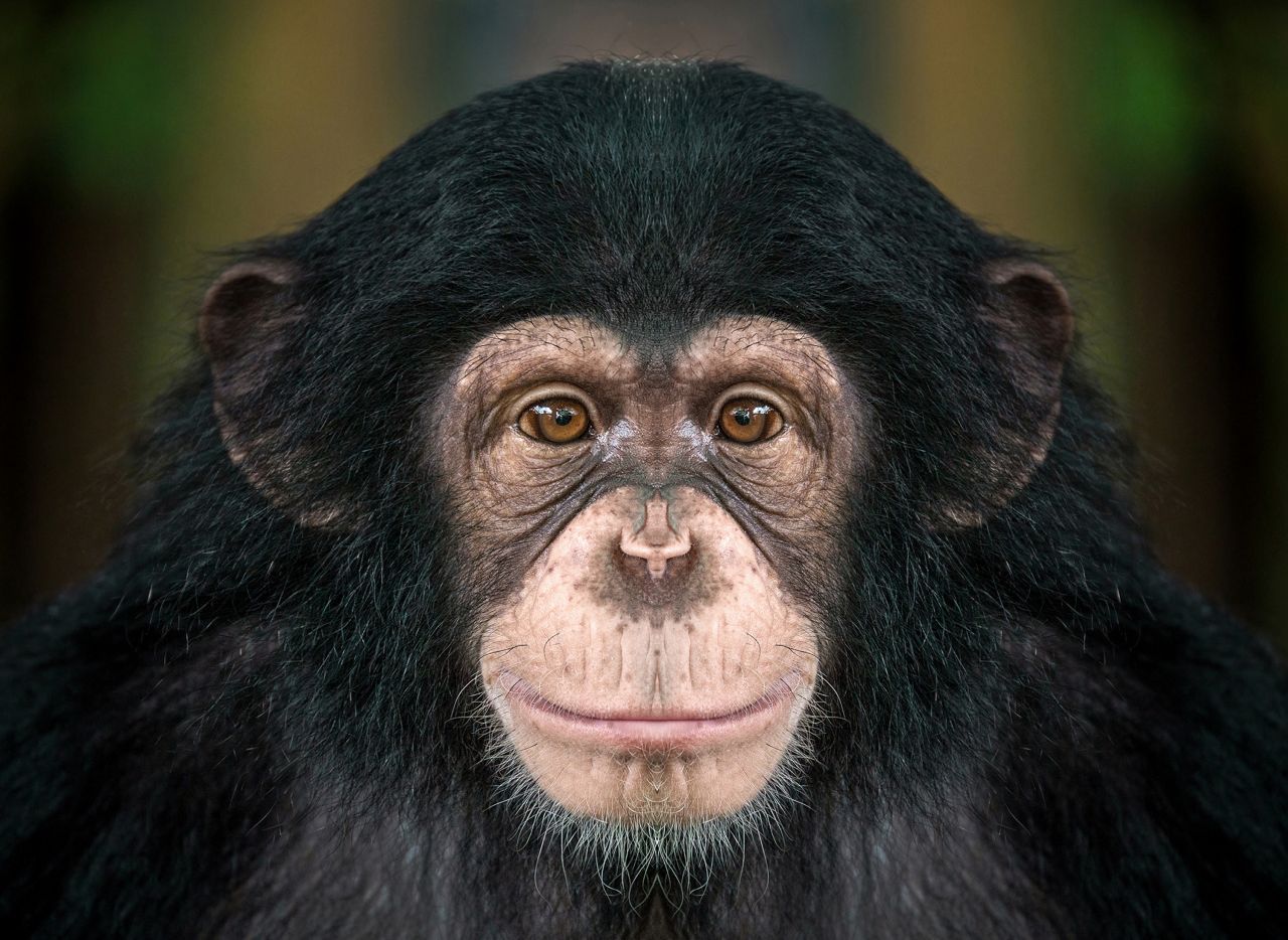 Der Schimpanse: Wusstest du, dass das Erbgut von Mensch und Schimpanse je nach Analyse-Methode zu 93,5 bis 99,4 Prozent gleich ist? In seinem Buch "Menschenaffen wie wir" schreibt Volker Sommer, Professor für Evolutionäre Anthropologie in London, von einem durchschnittlichen Unterschied von 1,5 Prozent. 