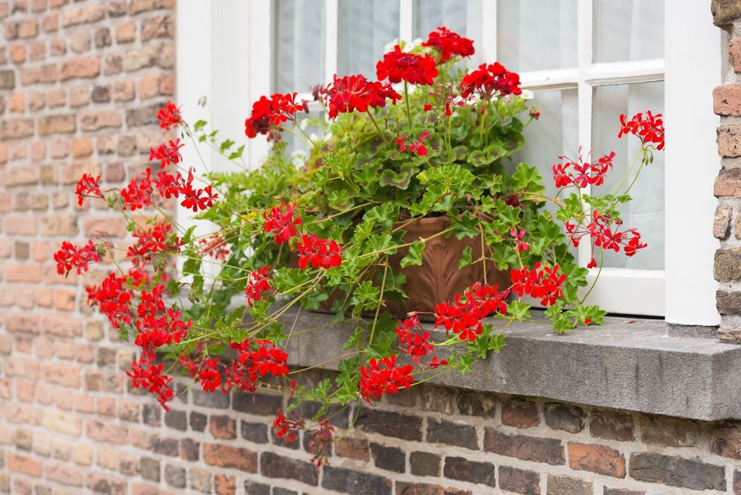 Blumenkästen, die Sie ausschließlich mit Geranien bepflanzt haben, können Sie so, wie sie sind, überwintern – samt Erde.