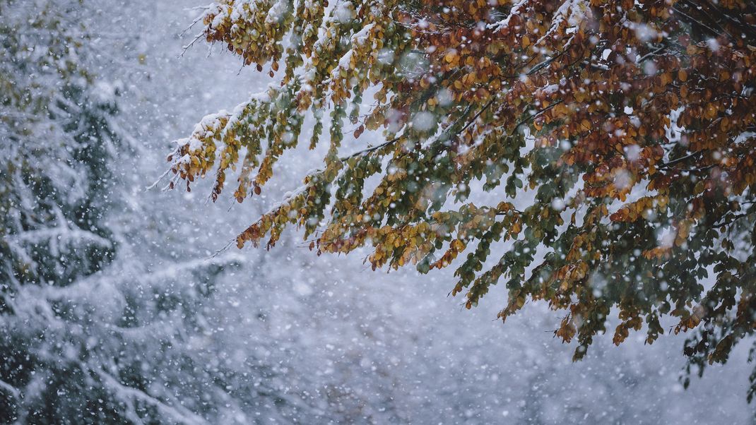 Früher Wintereinbruch: Herbstliche Blätter bei Schneefall am 3. November 2023 in Österreich, Kaprun. 