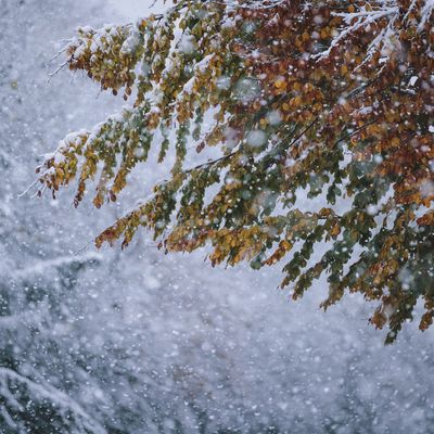 Früher Wintereinbruch: Herbstliche Blätter bei Schneefall am 3. November 2023 in Österreich, Kaprun. 