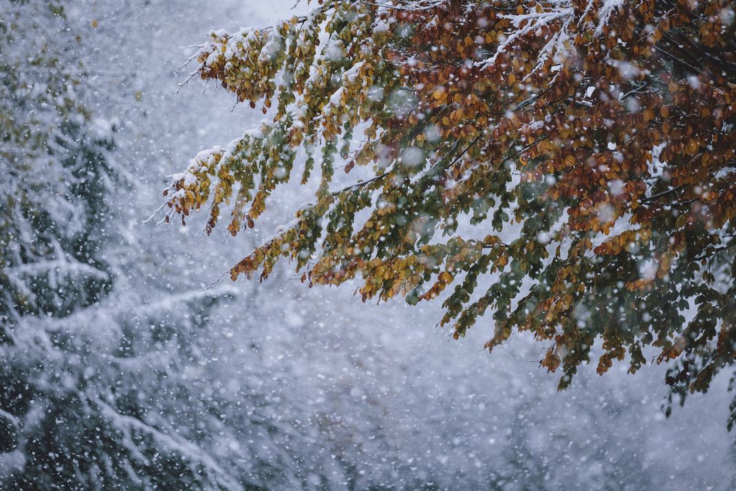 Früher Wintereinbruch: Herbstliche Blätter bei Schneefall am 3. November 2023 in Österreich, Kaprun. 