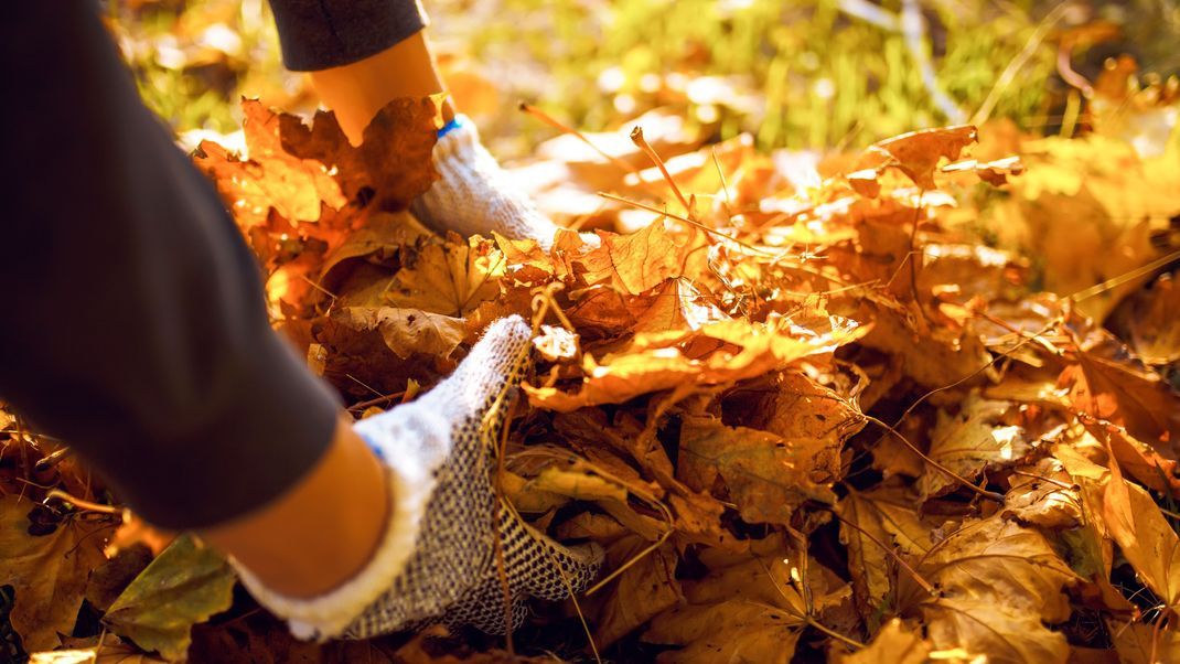 Auch im Herbst gibt es im Garten viel zu tun. Und zur herbstlichen Gartenarbeit gehört mehr als nur Laub zu entfernen.