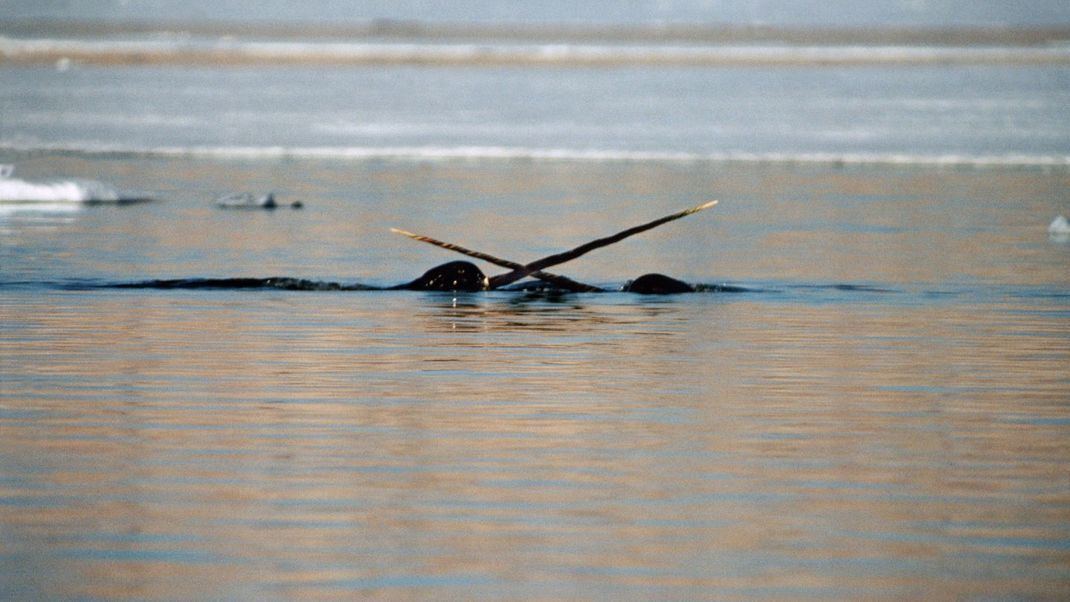 Zwei Narwal-Männchen kämpfen um die Gunst von Weibchen - und setzen dabei ihre Stoßzähne ein.