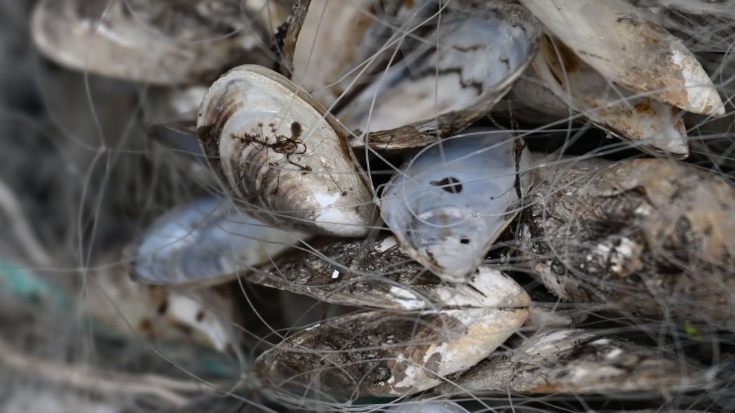 Quagga-Muscheln hängen in einem Fischernetz am Bodensee.