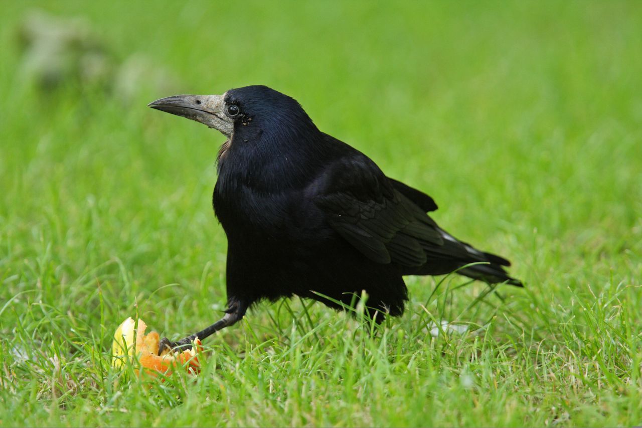 Die Saatkrähe trägt ein schwarzes Federkleid, aber einen hellen Schnabel. Oft findet man sie auch in Städten.