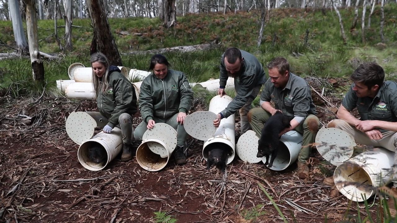 26 Tasmanische Teufel wurden bereits im Oktober 2020 in einem Reservat in der Nähe von Sydney ausgewildert. Die Tiere entwickeln sich in ihrem neuen Lebensraum gut.
