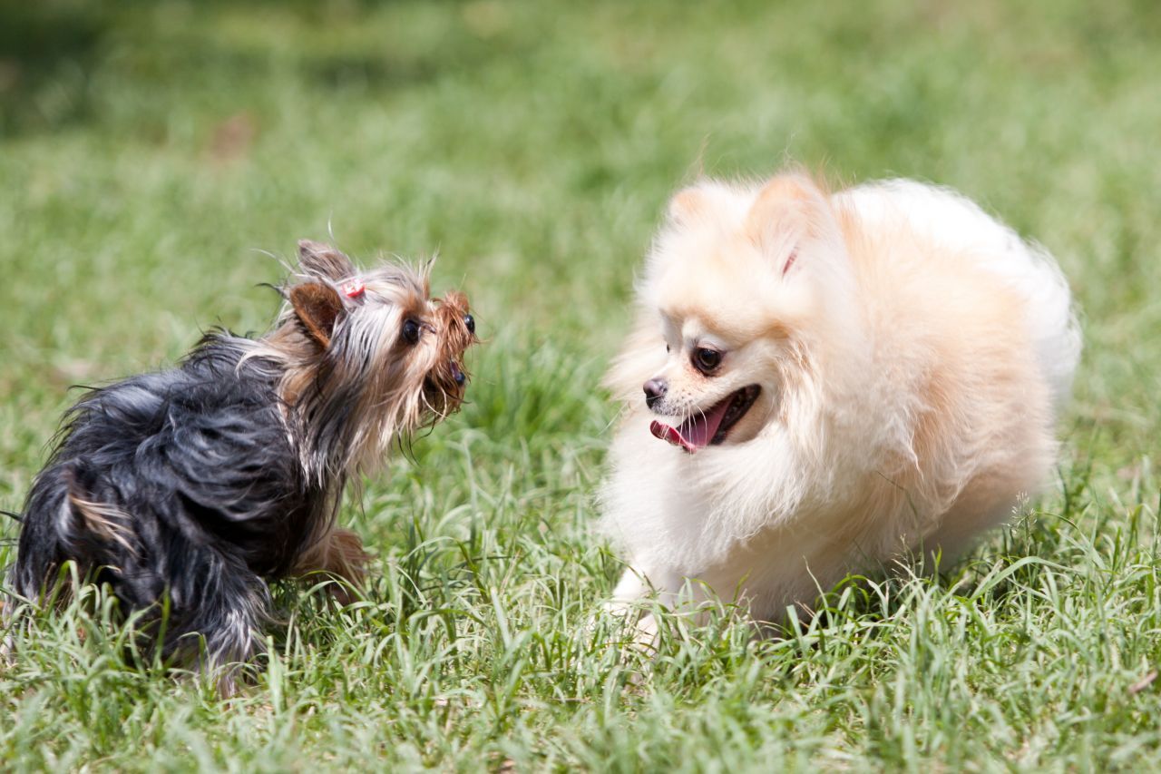 Yorkshire Terrier (13 bis 15 Jahre) und Zwergspitz (16 Jahre)