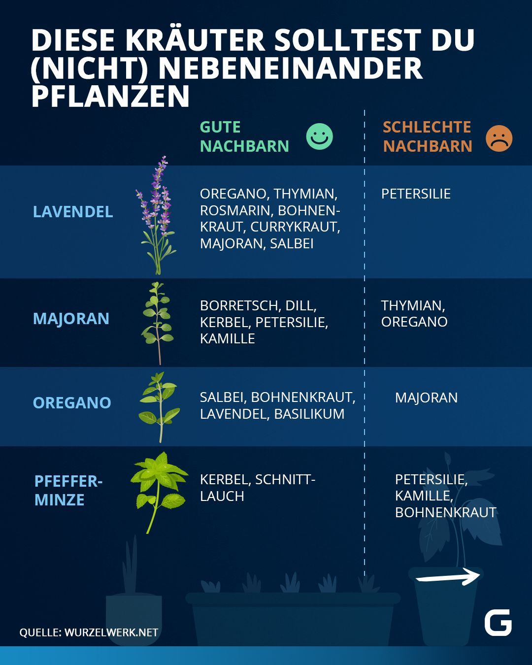 Übersicht: Welche Kräuter können zusammen gepflanzt werden, welche nicht und welche sollten komplett ohne Nachbarn stehen