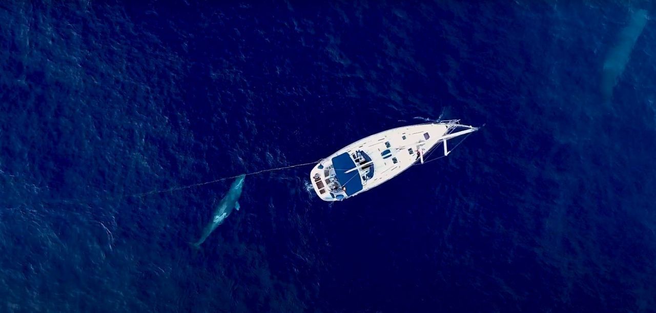 Das Forschungsschiff "Irifi" der Organisation Tursiops hisst in den Sommer-Monaten die Segel, um die Giganten vor den Balearen-Inseln aufzuspüren. Hier siehst du ein neu geborenes Pottwal-Baby, das mit rund fünf Metern schon fast halb so lang ist wie das zwölf Meter lange Boot!