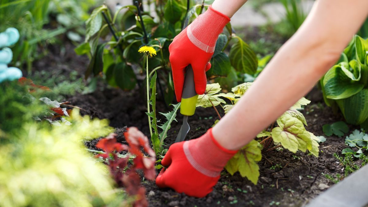 Photo of gloved woman hand holding weed and tool removing it from soil.