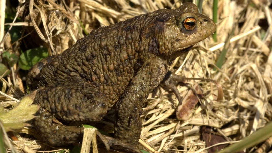 Erdkröte: Wie viele Reptilien und Amphibien verfällt die Erdkröte in Winterstarre. Sie ist wechselwarm, ihre Körper-Temperatur fällt mit der Außen-Temperatur.&nbsp;