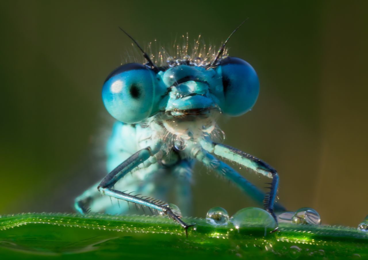 Blaue Libelle im Morgentau