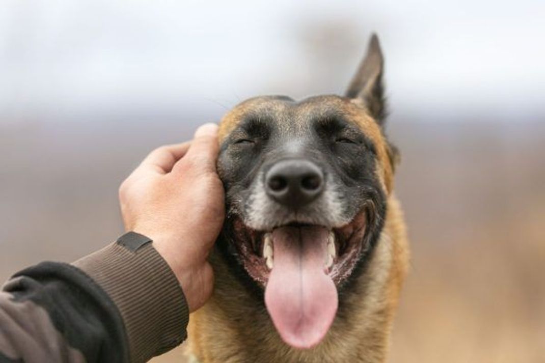 Hunde zeigen starke Gefühle, wenn Bezugspersonen andere Hunde begrüßen.
