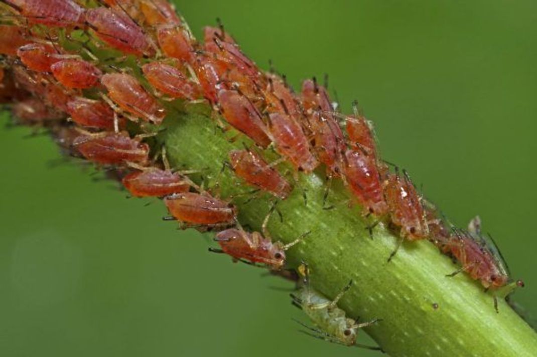 Große Rosen-Blattläuse