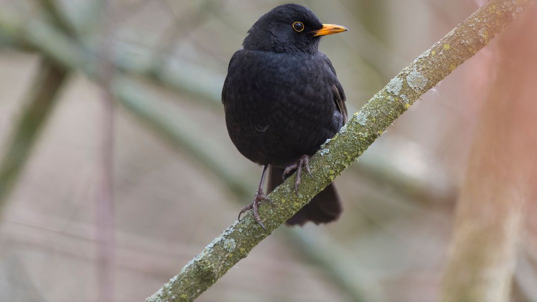 Die Amsel - ein beliebter Vogel in Deutschland