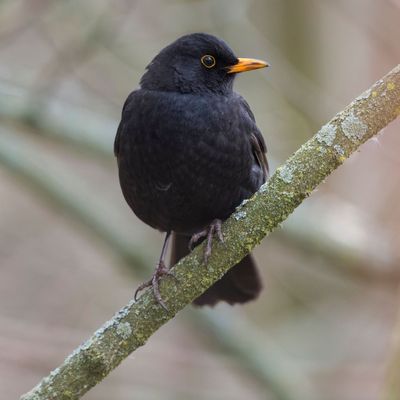 Die Amsel - ein beliebter Vogel in Deutschland