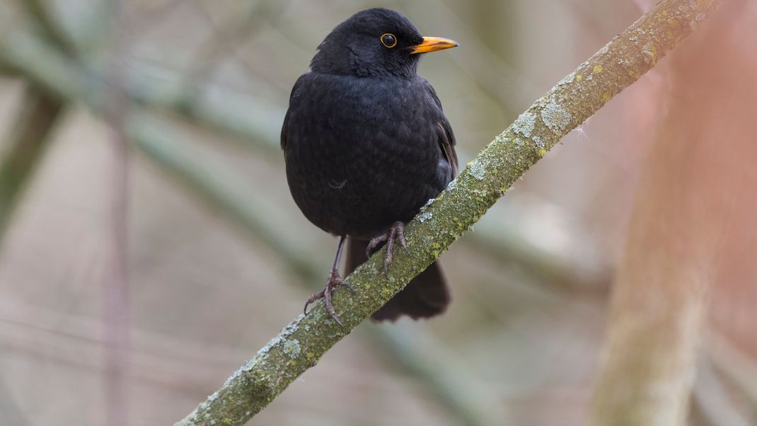 Hamburger Virologen sehen die Amsel durch einen Virus stark bedroht.&nbsp;