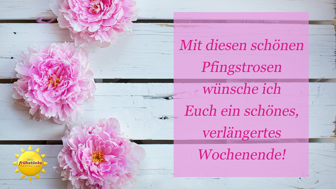 Rosa Pfingstrosen zu Pfingsten - der perfekte WhatsApp-Gruß.