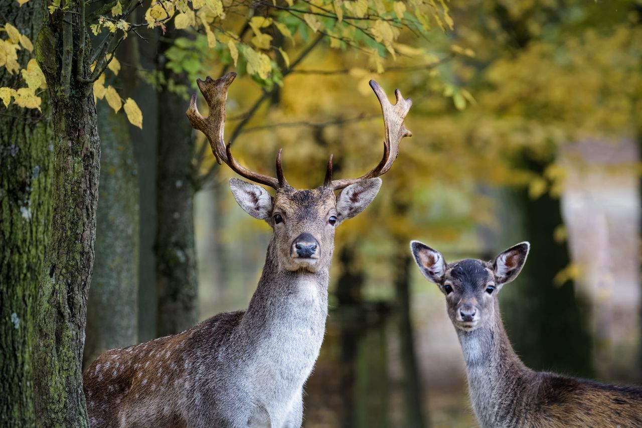 Kleiner und leichter ist der Damhirsch. Im Sommer erkennt ihn leicht am weiß gefleckten Fell. 