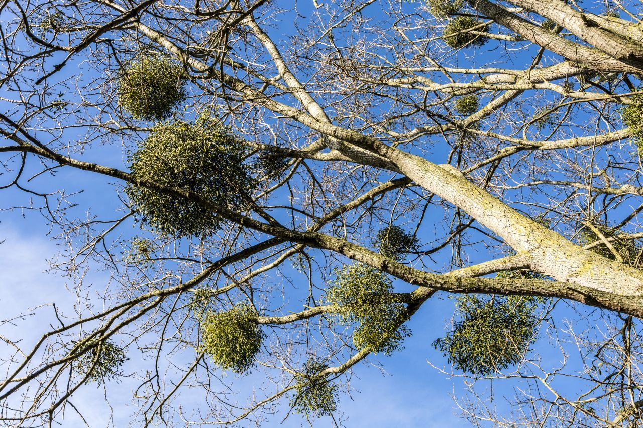 Misteln sind durch ihr besonderes Aussehen erkennbar: Sie wachsen als Kugeln auf ihren Wirten und entwickeln dabei einen Durchmesser von bis zu 1,5 Metern. Im Winter sind sie gut zu erkennen, im Sommer werden sie oft von Blättern verdeckt.