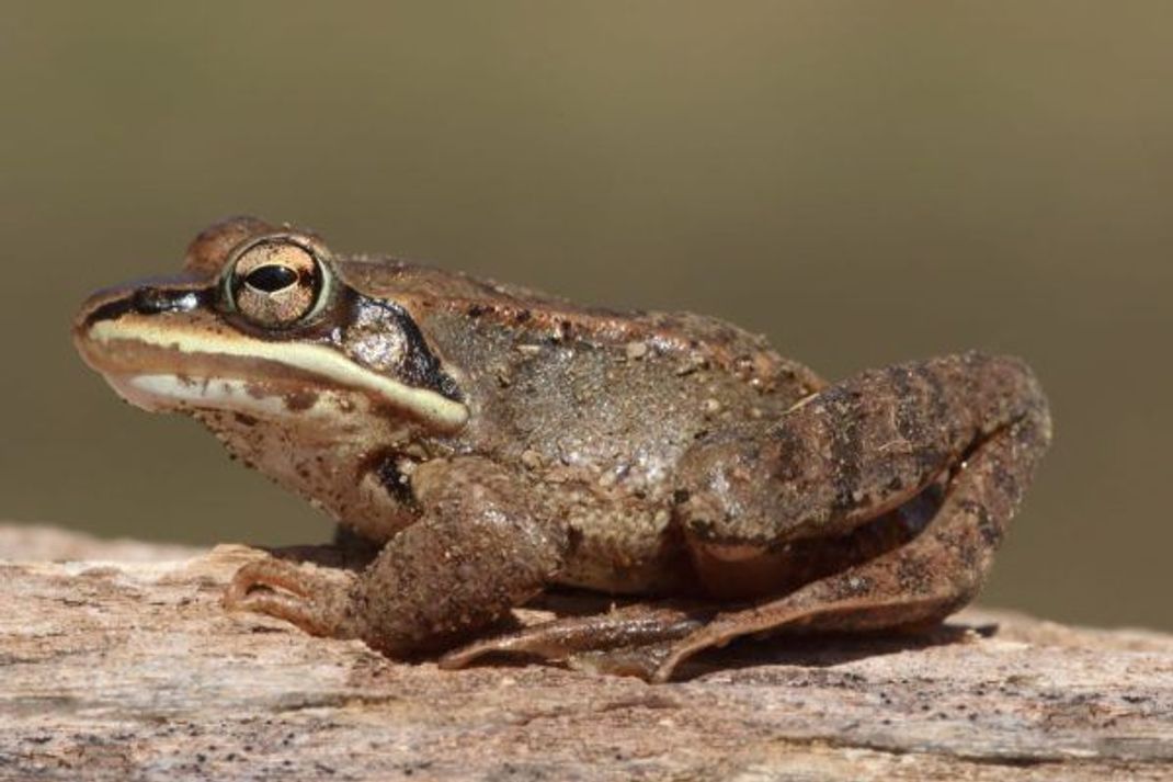 Braun und unscheinbar - aber ohooo: Dieser Waldfrosch nutzt Zucker als Frostschutzmittel und kann einfrieren und auftauen.