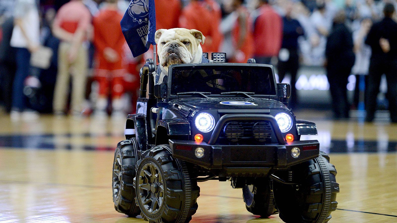 
                <strong>Jack the Bulldog (Georgetown Hoyas)</strong><br>
                In Washington D.C. fiebert Jack the Bulldog mit den Teams der Georgetown University. Dabei ist der Vierbeiner manchmal auch auf vier Rädern unterwegs. Bereits zum Ende des 19. Jahrhunderts wurden die Teams von Hunden begleitet, darunter waren auch Bullterrier oder Barsoi. Nach einer erzwungenen Football-Pause ab 1951 gewann das College erst nach der Rückkehr zu dem Sport elf Jahre später wieder ein offizielles Maskottchen - auf Initiative zweier Reporter der Campus-Zeitung. 2013 nahm der nach dem College-Gründer benannte "John B. Carroll" - das B steht für Bulldog - seinen Dienst auf und erfreut die Fans bei Basketballspielen auch mit Einlagen auf dem Skateboard.
              