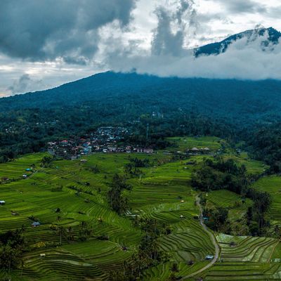 Jatiluwih Rice Terraces, Bali, Indonesia, Drone