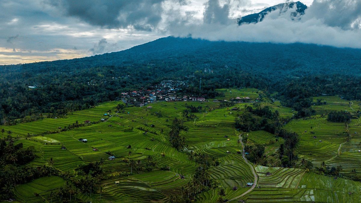 Jatiluwih Rice Terraces, Bali, Indonesia, Drone