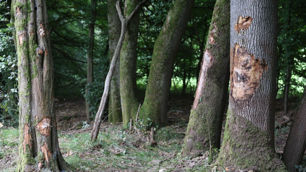 Bäume stehen am Ort eines Unfalls neben der Straße in der Nähe des hessischen Reinhardshagen. 