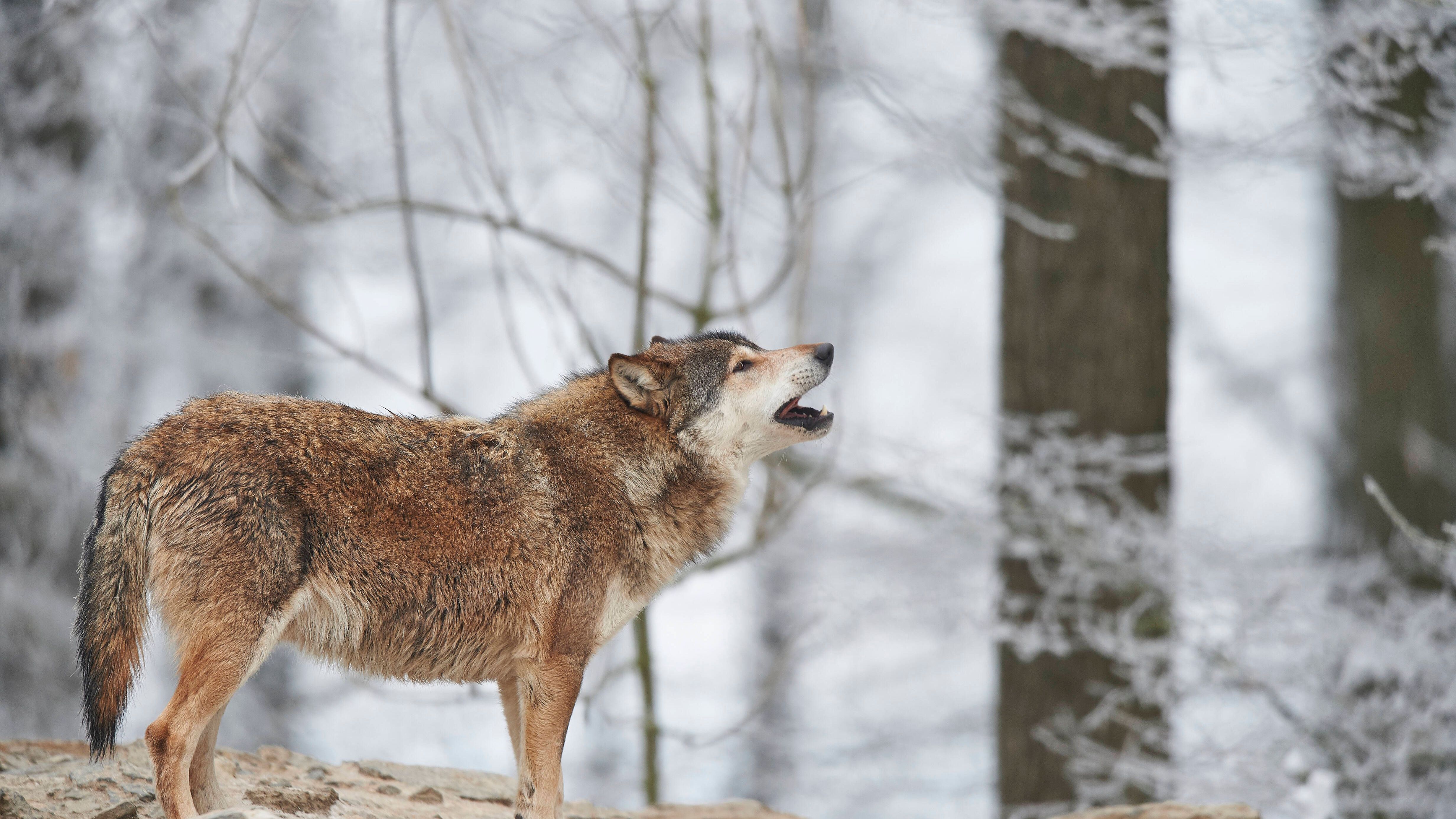 Wölfe heulen! So kommunizieren sie über weite Entfernungen. Es gibt auch Hunde, die heulen. Wölfe hingegen bellen nur äußerst vereinzelt.