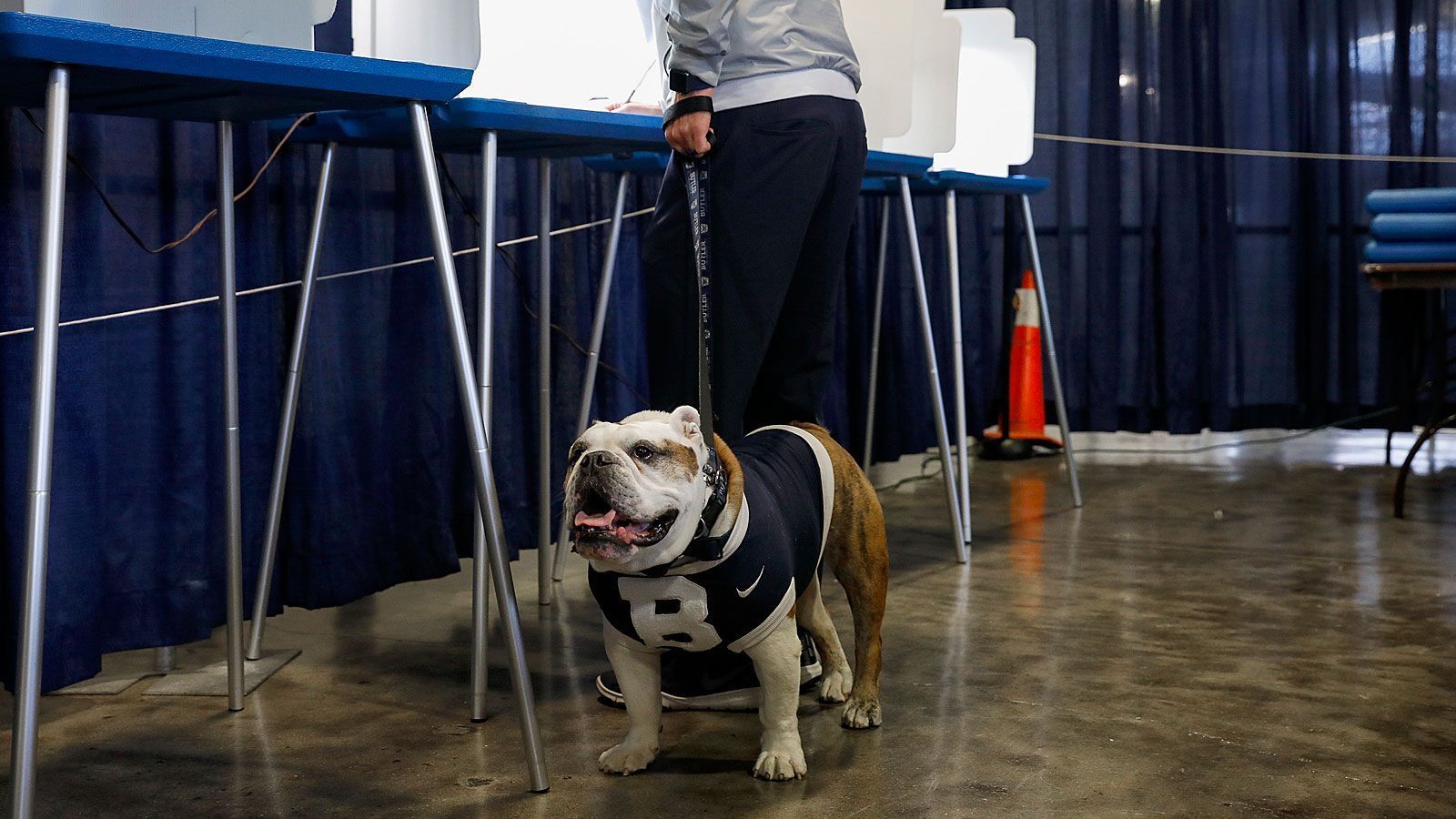 
                <strong>Butler Blue (Butler Bulldogs)</strong><br>
                Noch eine Englische Bulldogge im Einsatz für ihr College. Butler Blue hat sich der in Indianapolis beheimateten Butler University verschrieben. Erstmals unterstützte ein Vierbeiner dieses Namens die Athleten im Februar 2000 - bei einem Basketballspiel. 2019 amtiert seit sechs Jahren Butler Bulldog III, bürgerlich "Trip". Der offizielle Maskottchen-Name war übrigens das Ergebnis einer College-weiten Abstimmung.
              