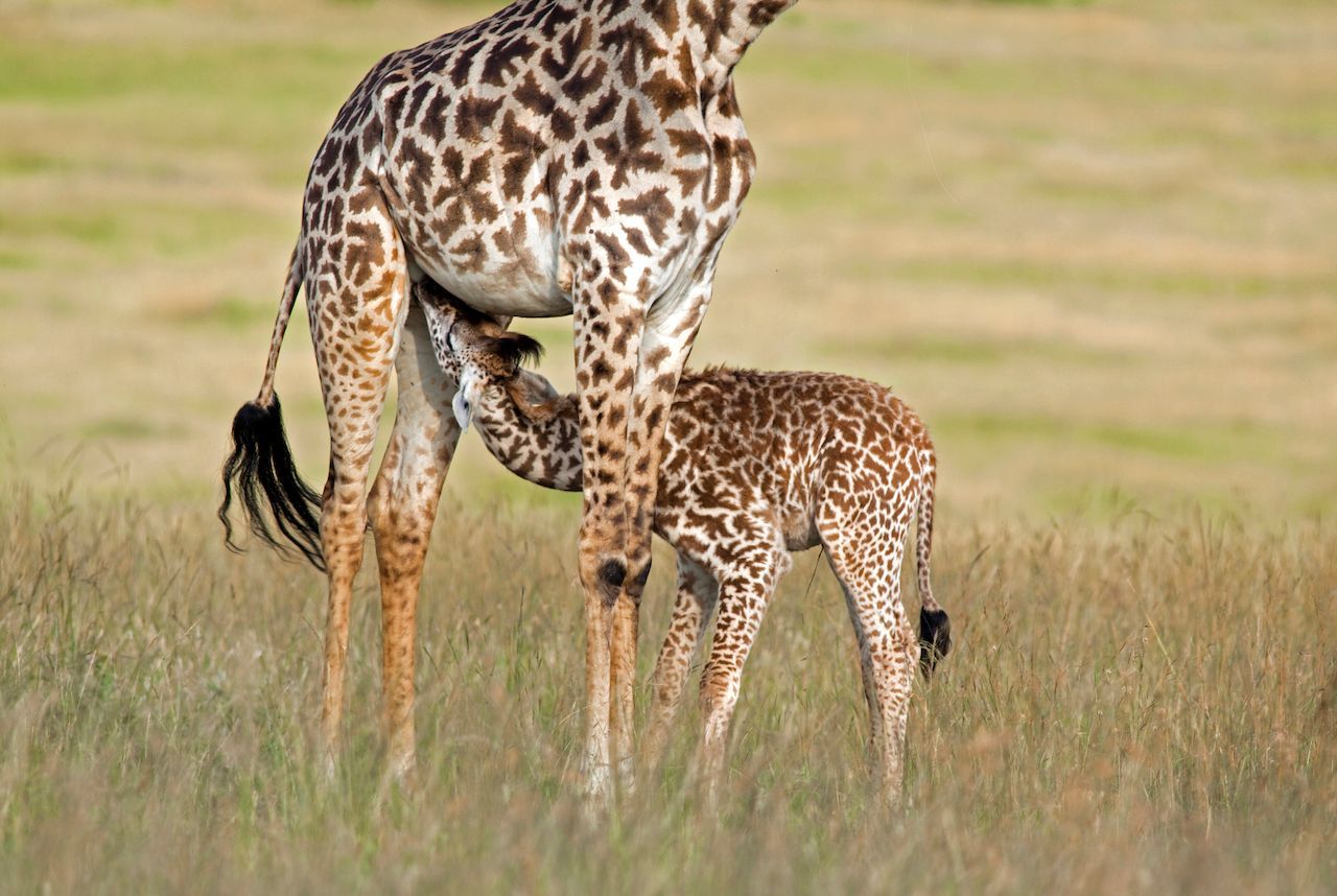 Die Giraffenkuh bringt ihr Junges im Stehen zur Welt. Der tiefe Fall - um die zwei Meter - macht dem Kalb nichts aus. Bei der Geburt ist es schon so groß wie ein erwachsener Mensch (180 Zentimeter). Der lange Giraffenhals ist da noch nicht einmal mitgerechnet...
