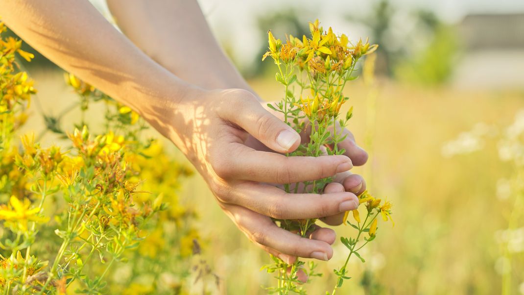 Kleine Blüten, große Wirkung: Johanniskraut ist schon seit der Antike als Heilmittel zur Behandlung verschiedenen Beschwerden bekannt. Studien konnten auch die Wirksamkeit bei leichten bis mittelschweren Depressionen bestätigen.