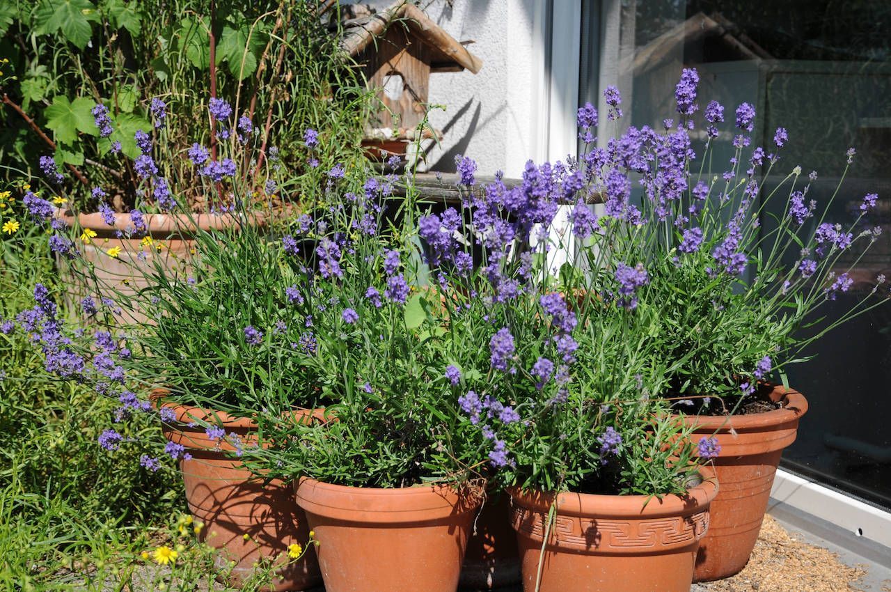 Einen Lavendel kannst du im Topf oder Beet pflanzen. Seine Blätter enthalten ätherische Öle, deren Duft Wespen vertreibt und Schmetterlinge und Bienen magisch anzieht.