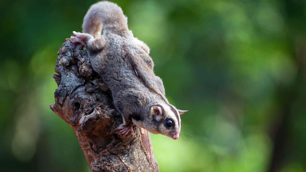 Die Augen eines Sugar Gliders sind pechschwarz und groß.