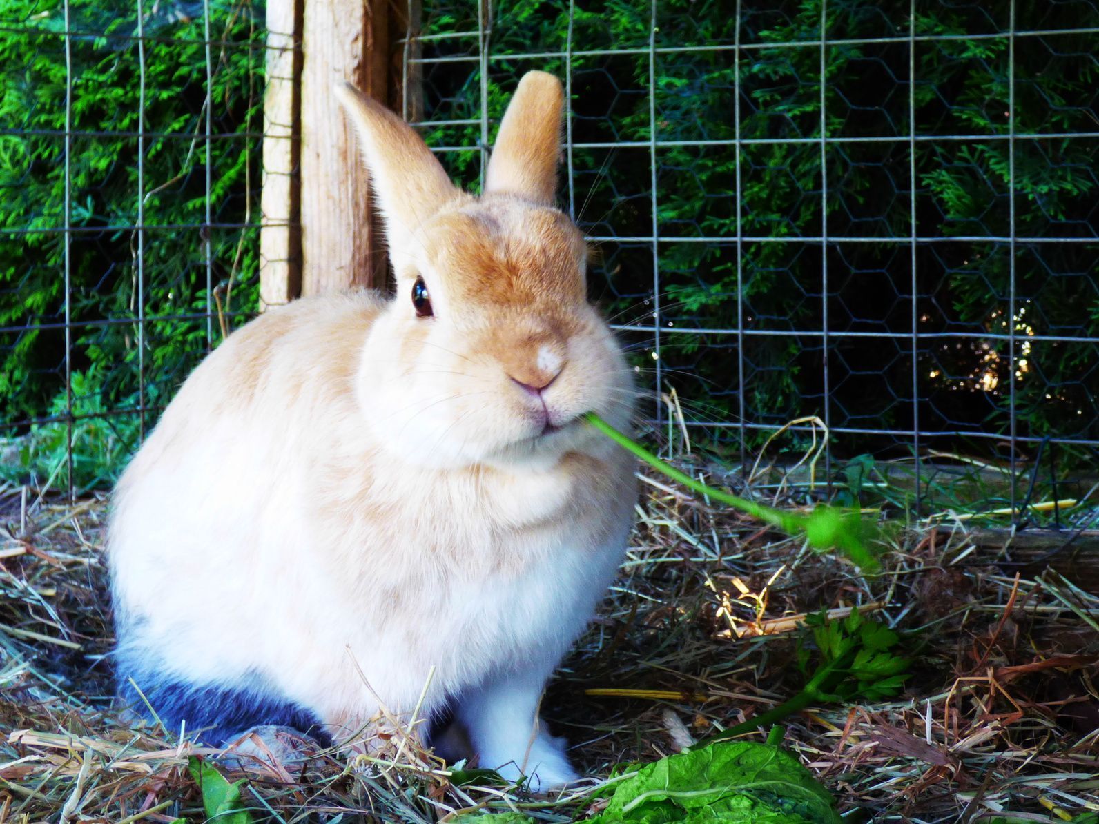 Um den Kaninchenstall winterfest zu machen, sollten Sie an eine dicke Schicht Stroh denken – so bleibt es warm genug für Ihren Hoppler.