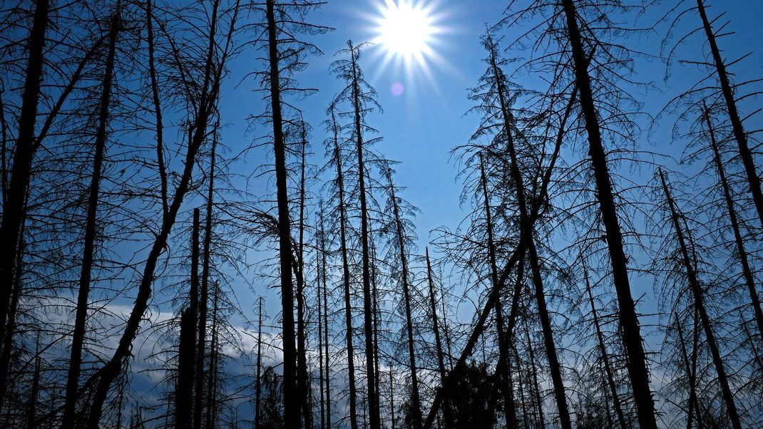 Viele Wetter-Expert:innen rechnen mit einem sehr trockenen Sommer in Deutschland.