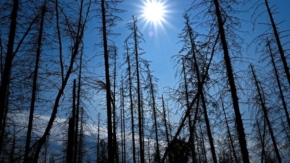 Viele Wetter-Expert:innen rechnen mit einem sehr trockenen Sommer in Deutschland.