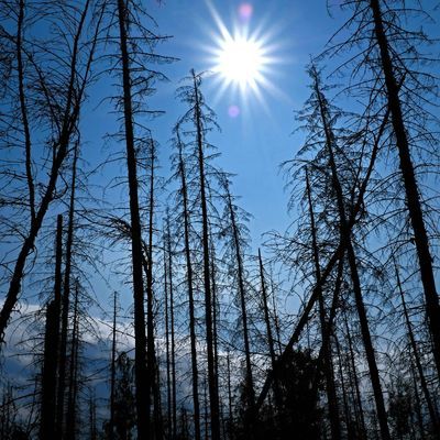 Viele Wetter-Expert:innen rechnen mit einem sehr trockenen Sommer in Deutschland.