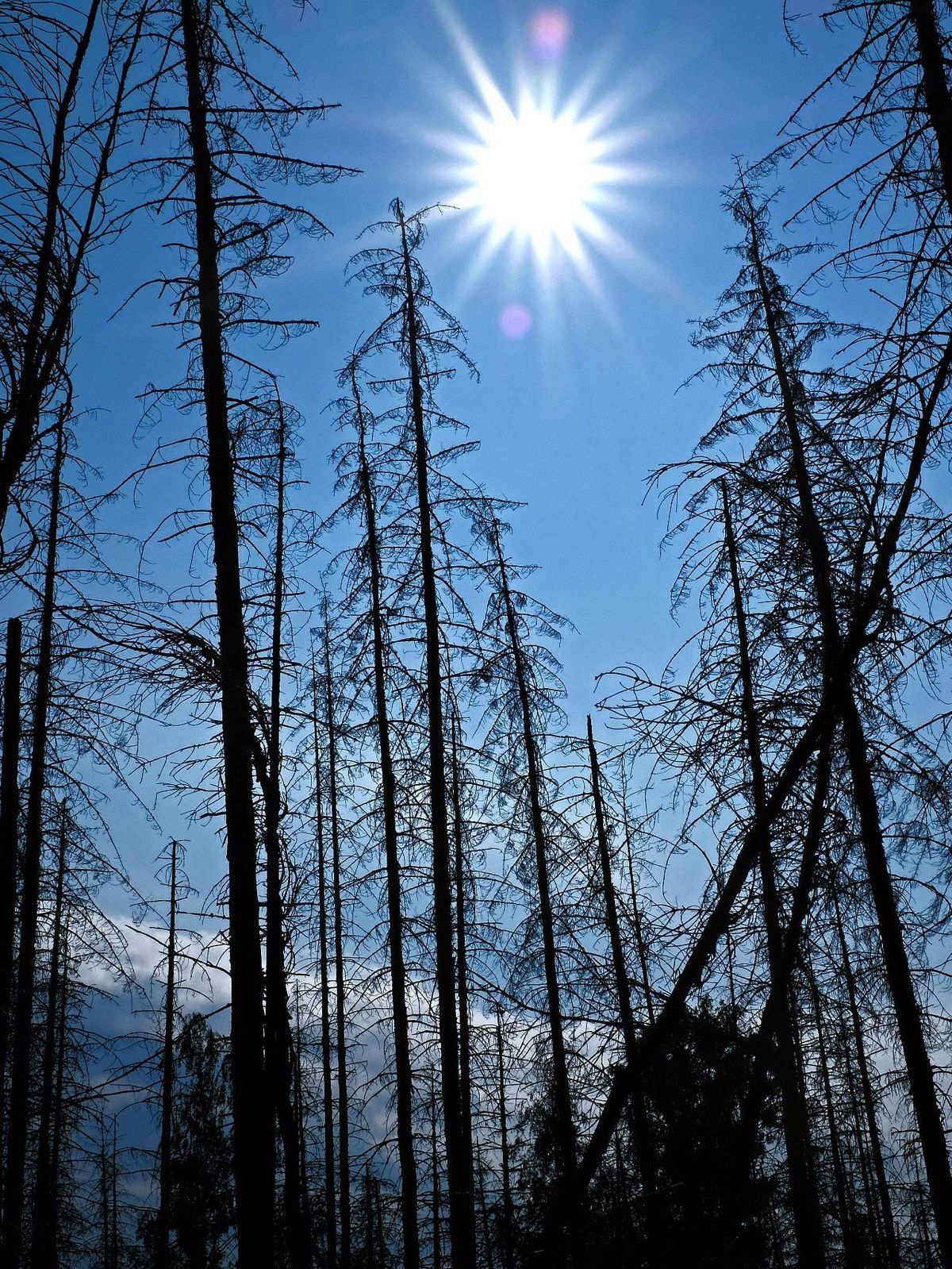 Viele Wetter-Expert:innen rechnen mit einem sehr trockenen Sommer in Deutschland.
