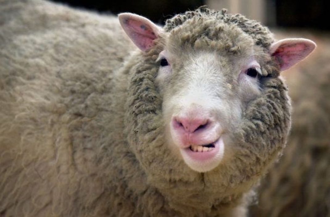 Dieses Schaf schrieb Wissenschafts-Geschichte: Dolly.