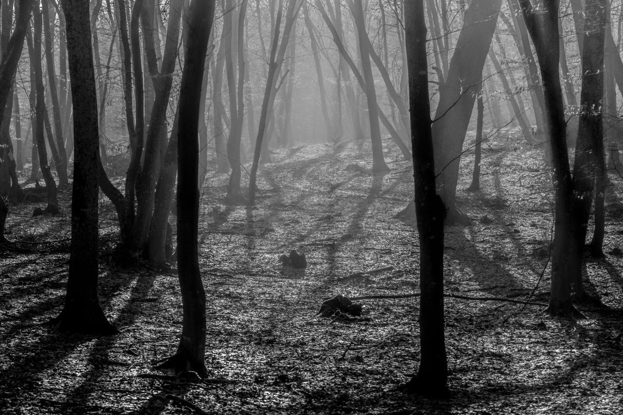 Für übernatürlich wird der Wald Hoia Baciu im Nordwesten des Landes gehalten. Besucher:innen berichten von gespenstischen Begegnungen. Deshalb wird der Wald auch das "Bermuda-Dreieck Rumäniens" genannt.