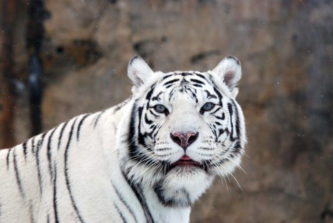 Dieser Tiger sieht auf den ersten Blick aus wie ein Albino, ist er aber nicht.