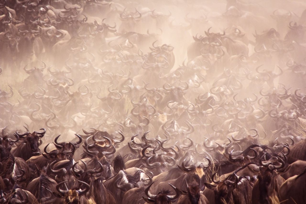 "The Great Migration", zahlenmäßig die größte Säugetier-Wanderung der Welt, führen die Gnus der Serengeti an. Auf der Suche nach Wasser und frischem Gras machen sich jährlich mehr als 1,3 Millionen Gnus auf ihren rund 3.000 Kilometer weiten Weg quer durch die Savanne.