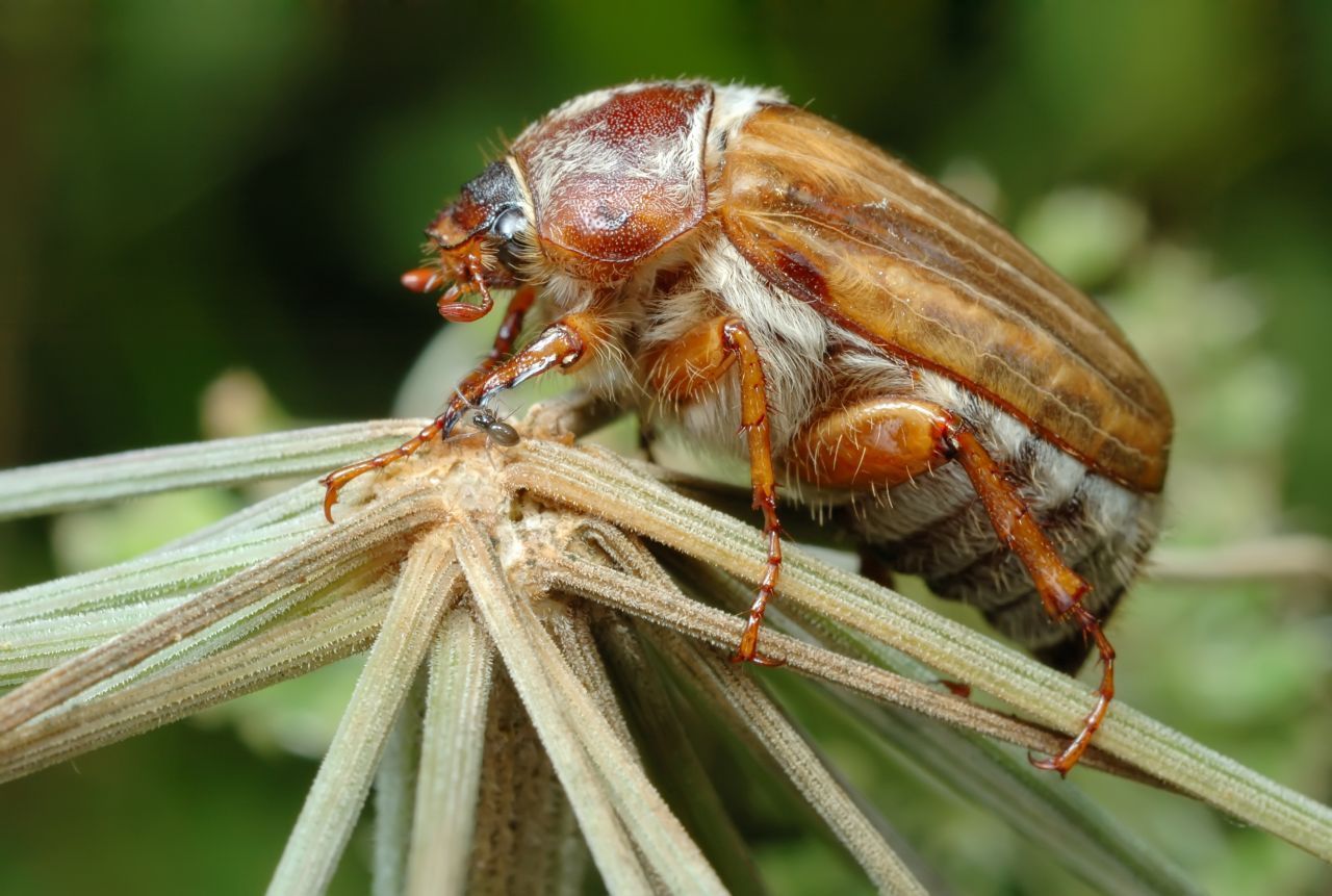 Der Junikäfer mit seiner auffälligen Behaarung gilt als kleiner Bruder des Maikäfers. Die Arten sind verwandt.