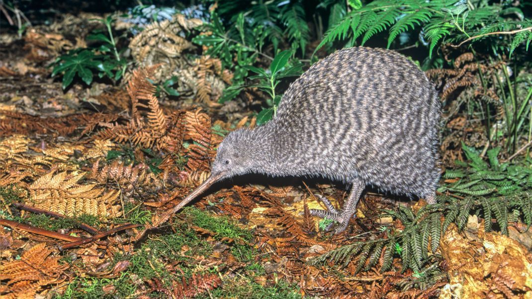 Ein Kiwi-Vogel auf Nahrungssuche