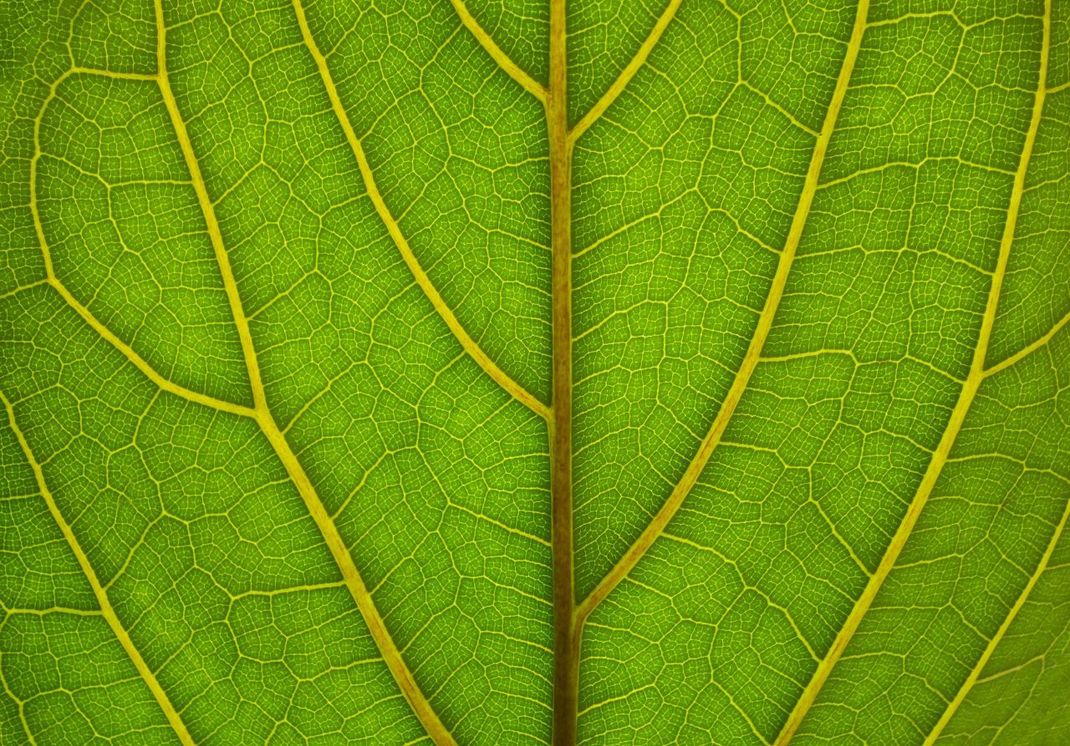 Wissenschaftler:innen nehmen nicht an, dass die ersten Einzeller das Sonnenlicht als Energiequelle genutzt haben. Sie gehen davon aus, dass sie die Fähigkeit der Fotosynthese erst Millionen Jahre später "gelernt" haben.   