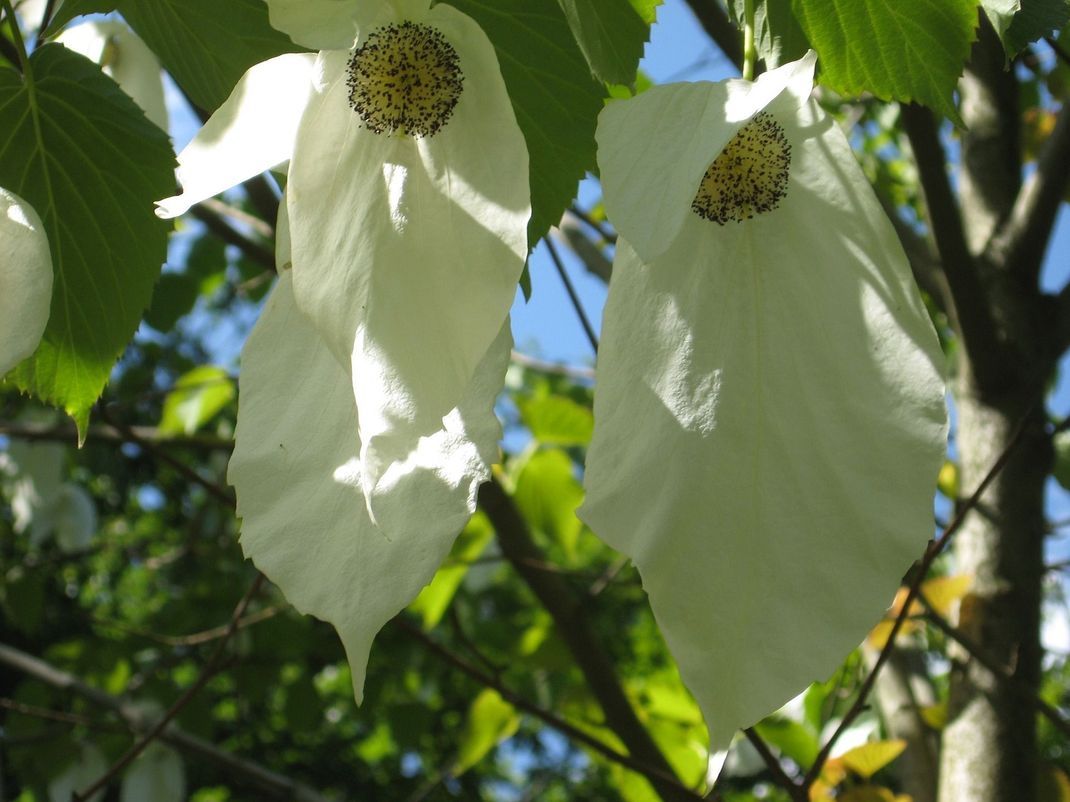 Die typischen weißen Blüten werden fast 20 Zentimeter lang.
